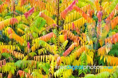 Velvet Tree In Autumn Colors Stock Photo