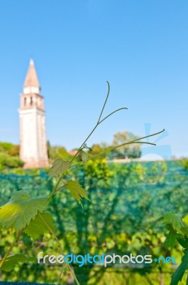 Venice Burano Mazorbo Vineyard Stock Photo