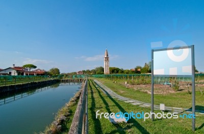 Venice Burano Mazorbo Vineyard Stock Photo