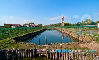 Venice Burano Mazorbo Vineyard Stock Photo