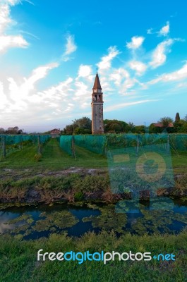 Venice Burano Mazorbo Vineyard Stock Photo