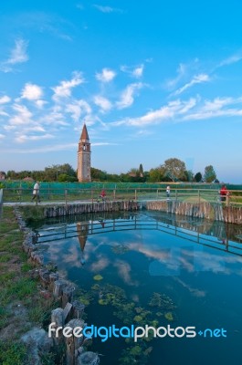 Venice Burano Mazorbo Vineyard Stock Photo