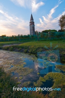 Venice Burano Mazorbo Vineyard Stock Photo