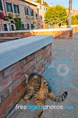 Venice Italy Cat On The Street Stock Photo