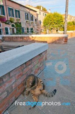 Venice Italy Cat On The Street Stock Photo