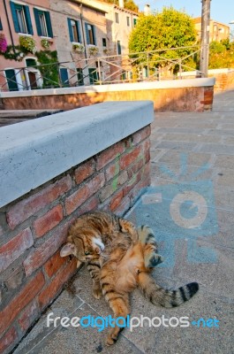 Venice Italy Cat On The Street Stock Photo