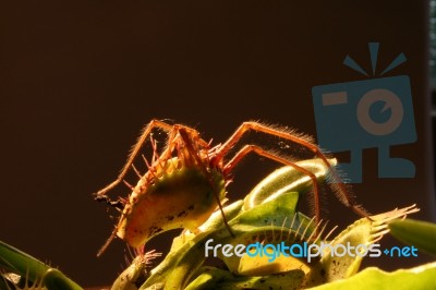 Venus Fly Trap Stock Photo