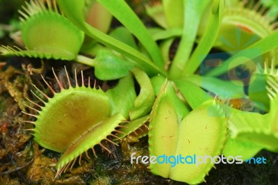 Venus Fly Trap Stock Photo