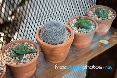 Vertical Garden Cactus Plant Pot In Summer Stock Photo