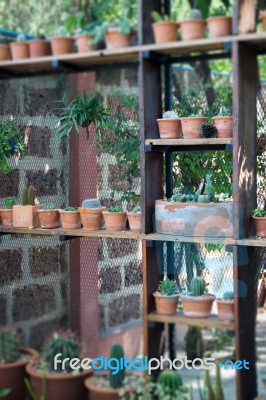 Vertical Garden Cactus Plant Pot In Summer Stock Photo