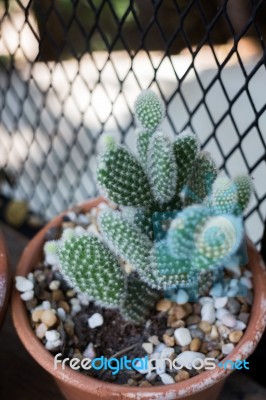 Vertical Garden Cactus Plant Pot In Summer Stock Photo