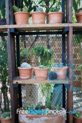 Vertical Garden Cactus Plant Pot In Summer Stock Photo