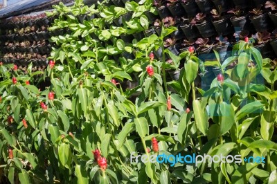 Vertical Garden Of Green Vegetable Wall Stock Photo