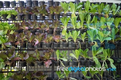 Vertical Garden Of Green Vegetable Wall Stock Photo