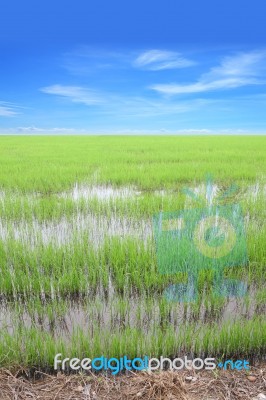 Vertical Row Of Green Rice Field With Blue Sky Stock Photo