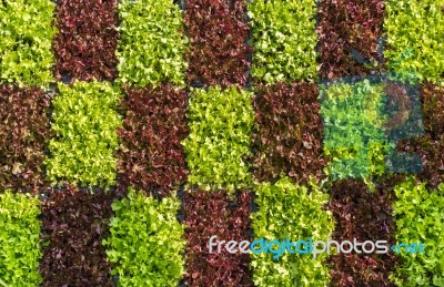 Vertical Vegetable Gardening Stock Photo