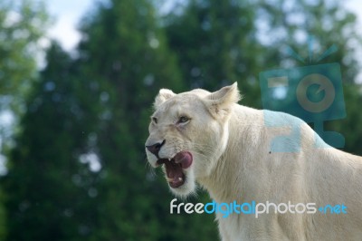 Very Beautiful Background With The Screaming White Lion Stock Photo