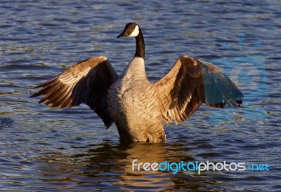 Very Beautiful Canada Goose Shows His Wings Stock Photo