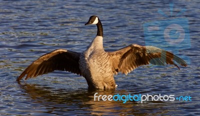 Very Beautiful Canada Goose Spreads His Wings Stock Photo