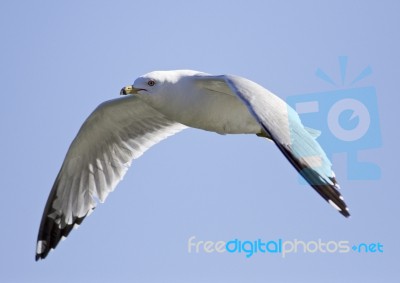 Very Beautiful Isolated Photo Of The Flying Gull With The Wings Opened Stock Photo