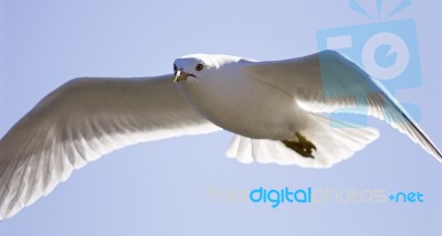 Very Beautiful Isolated Photo Of The Flying Gull With The Wings Opened Stock Photo