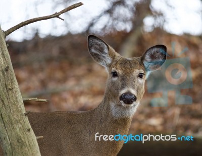 Very Beautiful Photo Of A Cute Deer In The Forest Stock Photo