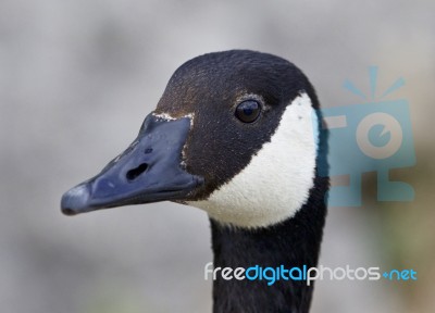 Very Beautiful Portrait Of A Canada Goose Stock Photo