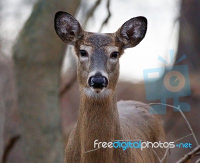 Very Beautiful Portrait Of The Deer Stock Photo