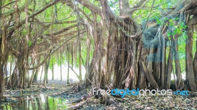 Very Big Banyan Tree In The Jungle., Tree Of Life, Amazing Banya… Stock Photo