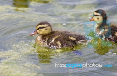 Very Cute Small Ducks Stock Photo