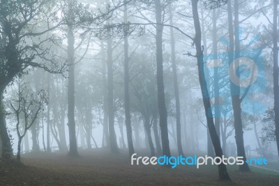 Very Foggy In The Woods Stock Photo