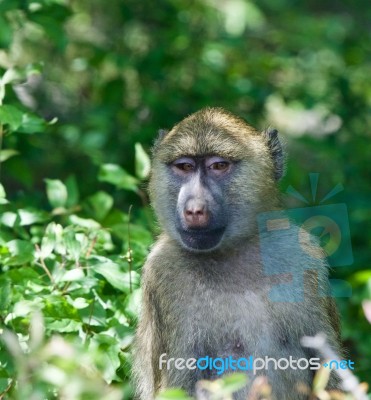 Very Funny Baboon's Portrait Stock Photo