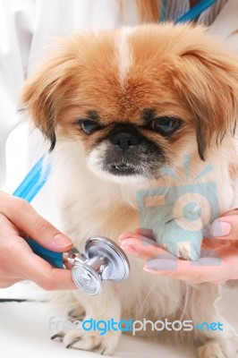 Vet And Small Dog Stock Photo