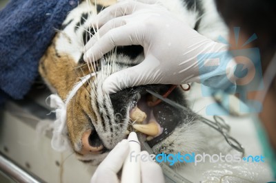 Veterinarian Is Scaling Tiger Stock Photo