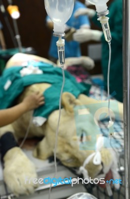 Veterinarian Performing An Operation On A Lion Stock Photo