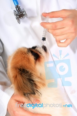 Veterinary Concept Stock Photo