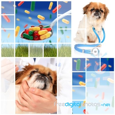 Veterinary Concept Stock Photo