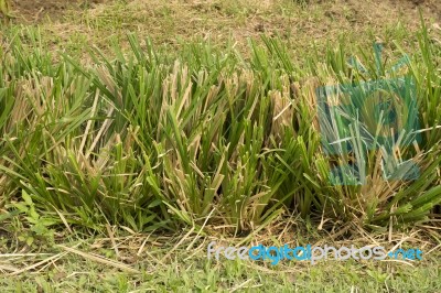 Vetiver Grass Or Vetiveria Zizanioides Stock Photo