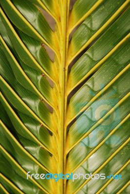 Vibrant Coconut Palm Tree Detail/background Stock Photo