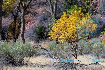 Vibrant Cottonwood Tree Stock Photo