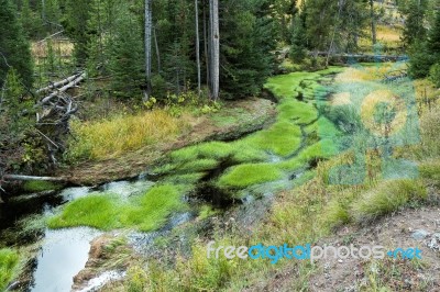 Vibrant Green Growth In A Creek In Yellowstone Stock Photo