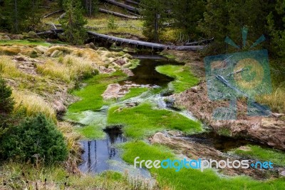 Vibrant Green Growth In A Creek In Yellowstone National Park Stock Photo