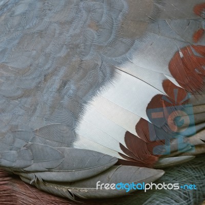 Victoria Crowned Feathers Stock Photo