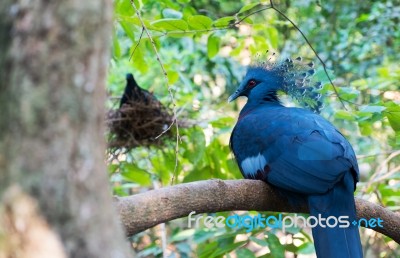 Victoria Crowned Pigeon Stock Photo