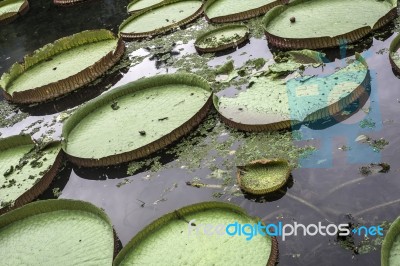 Victoria Regia - The Largest Water Lily In The World Stock Photo