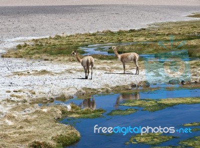 VicuÃ±as Graze In The Atacama, Chile-argentina-bolivia Stock Photo