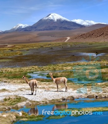 Vicuñas Graze In The Atacama, Volcanoes Licancabur And Juriques… Stock Photo