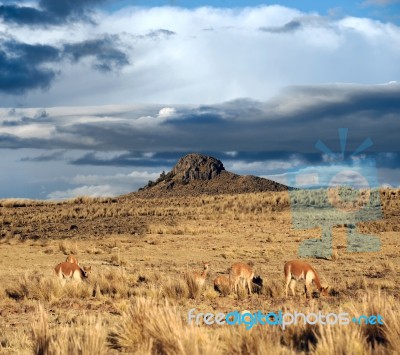 Vicugnasin The Salinas Y Aguada Blanca National Reserve In Peru Stock Photo