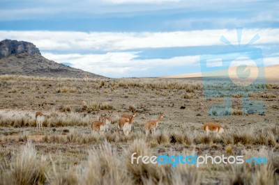 Vicugnasin The Salinas Y Aguada Blanca National Reserve In Peru Stock Photo