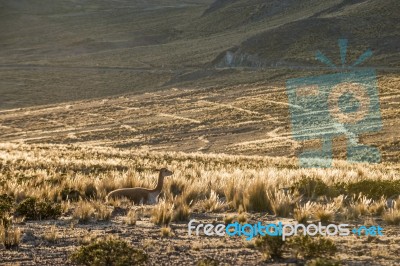 Vicugnasin The Salinas Y Aguada Blanca National Reserve In Peru Stock Photo